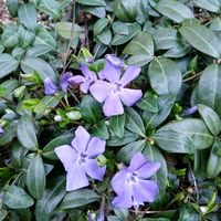 ツルニチニチソウ,黒葉スミレ・ラブラドリカ,花のある暮らし♡,おうち園芸,チーム・ブルーの画像