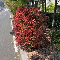 モッコクの画像