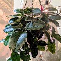 ホヤ・カルノーサ,サクララン,観葉植物,ホヤ,植物のある暮らしの画像