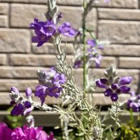 アジュガ,キンギョソウ,ネメシア,ラミウム,パンジーの画像