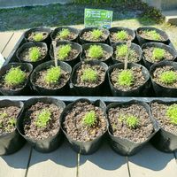 種まき,アロマ,ハーブのある暮らし,ネコと植物,幸せな時間の画像