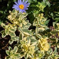 ホヤ・カルノーサ,ピーチネックレス,みどりのすず,斑入りブルーデージー,ウチワサボテン 斑入りの画像