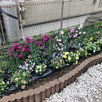 ストック,うさぎビオラ,葉ネギ,夢色スミレ　恋桜,汐止晩生葱の画像