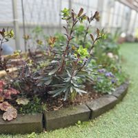 ツワブキ,斑入りオダマキ,ナチュラルガーデン,カラーリーフ,斑入り。の画像