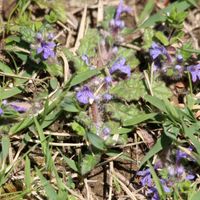 キランソウ,ヒサカキ,山野草,山歩き,野鳥の画像