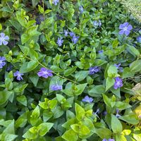 ツルニチニチソウの画像