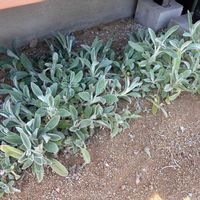 ラムズイヤーの画像