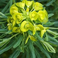 ユーフォルビア キパリッシアス,ユーフォルビアの画像