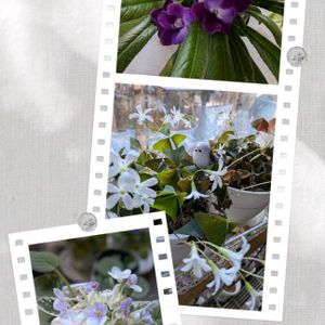 セントポーリア,セントポーリア,セントポーリア,セントポーリア,セントポーリアの画像