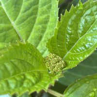 アンズ,ユスラウメ,レモン,アーモンド,アマチャの画像