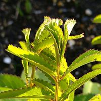 アセビ,アセビ,ジャーマンアイリス,ジャーマンアイリス,フクジュソウの画像