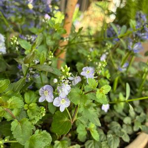 ベロニカ・マダムマルシア,マンション,ベランダの画像