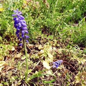 家庭菜園,畑の画像