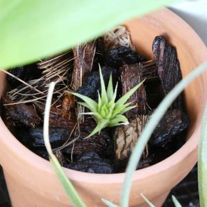 エアープランツ/チランジアの画像