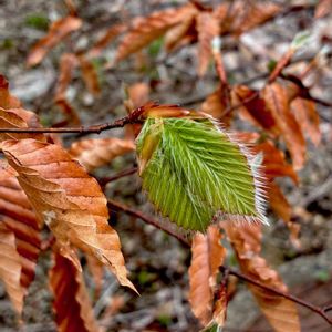 イヌブナ,植栽,在来種,ブナ科,落葉高木の画像