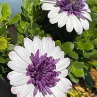 コリウス,チューリップ,オステオスペルマム,八重咲きスイセン,源平枝垂れ花桃の画像