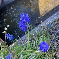 レースラベンダーの画像