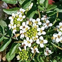 クレソンの画像