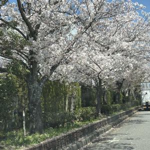 チランジア,サクラ,コルク板,さくら サクラ 桜,桜 さくらの画像