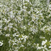 サクラ,マダケ,ダイコン,京都市,石清水八幡宮の画像