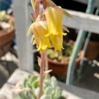 エケベリア,プリドニス,多肉植物,多肉植物の花,キュンキュン乙女倶楽部の画像