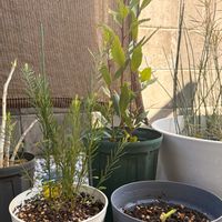 アガパンサス,月桂樹,アカシア スノーウィーリバー,記録用,庭の画像