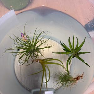 チランジア ハリシー,チランジア ブラキカウロス,エアプランツ,観葉植物,ダイソーの画像