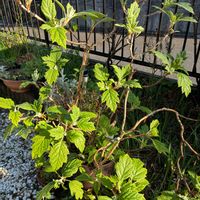 カシワバアジサイ,新芽,ネコのいる暮らし,今日もありがとう。,ガーデンネックレス横浜2026コンテストの画像