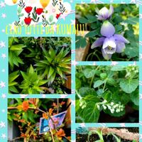 カサブランカ,タツナミソウ,ミヤマオダマキ,青い花マニア,花友さんに感謝♡の画像