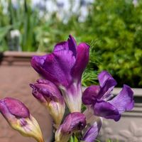 フリージア,リュウキンカ,꒰ღ˘◡˘ற꒱かわゅ~,花のある暮らし,屋上ガーデニングの画像