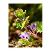 カキドオシ,地植え,グランドカバー,シソ科,薄紫色の花の画像