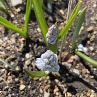 クロッカス,ムスカリ,プスキニア リバノチカ,よつぼし,ポポーの芽の画像