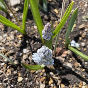 クロッカス,ムスカリ,プスキニア リバノチカ,よつぼし,ポポーの芽の画像