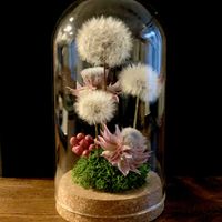 クラスペディア,セルリア,花かんざし,ミモザ,ペッパーベリーの画像