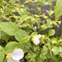 カレックス,シロヤマブキ,ヒュウガミズキ,ローズマリー,白山吹の画像