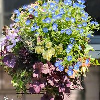 アジュガ,アジュガ,クローバー,クローバー,シロタエギクの画像