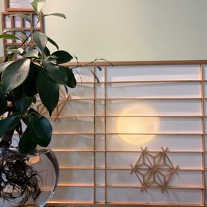 ガジュマル,観葉植物,水耕栽培,植物,アンティークの画像