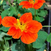 ボケ,ボケ,キンレンカ,キンレンカ,ナニワズの画像