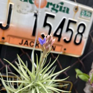 エアープランツ,チランジア,チランジア ベルゲリ,チランジア属,エアープランツ/チランジアの画像