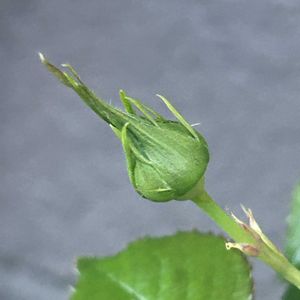 クレマチスジョセフィーヌ,ガーデニング,ウッドデッキ,寄せ植え大好き,お迎え多肉の画像