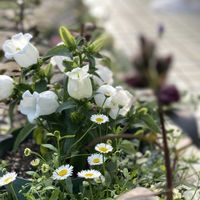 ガーデニング,緑のある暮らし,庭作り,庭の画像