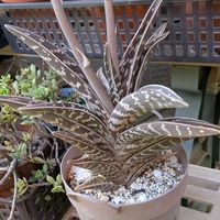 アロエ,千代田錦の画像