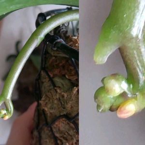 胡蝶蘭,着生植物,植物のある暮らし,でけたしこ園芸,その他部屋の画像