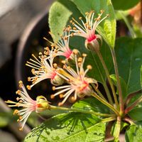 鉢植え,ガーデニング,2026スタート,庭の画像