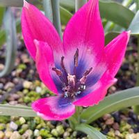 チューリップ,原種系チューリップ・リトルビューティー,原種チューリップ,ガーデニング,秋植え球根の画像