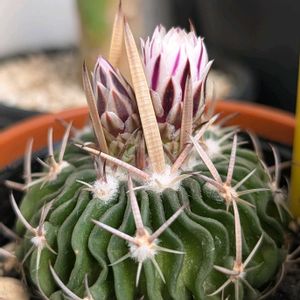 サボテン,縮玉,多肉植物,珍奇植物,my succulentの画像
