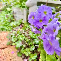 プリムラオブコニカ,2026♡マイ♡ガーデン,小さな庭の画像