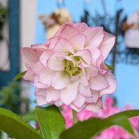 クリスマスローズ,ガーデニング,花のある暮らし, クリスマスローズ, クリスマスローズの画像