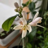 プリンセチア,サラダ春菊,つぶやき,北海道,ありがとうの画像