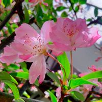ハナカイドウ,ハナカイドウ（花海棠）,地植え,ガーデニング,花木の画像